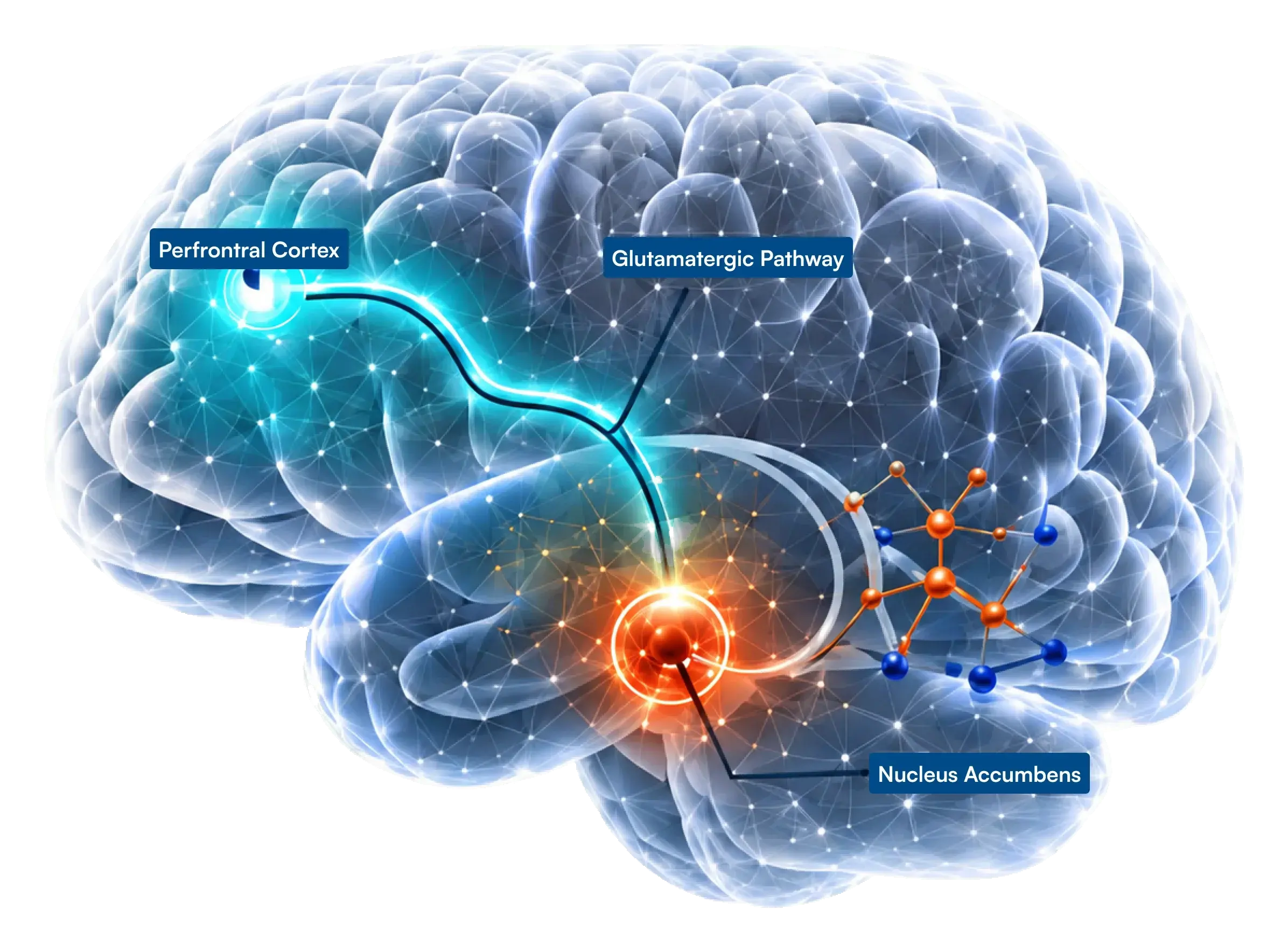 Brain illustration showing the neural pathways of the reward circuit