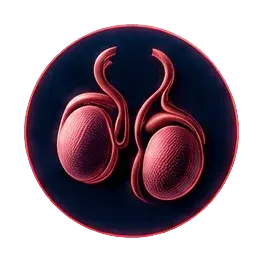 Male reproductive anatomy under redox protection